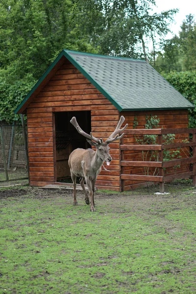 Cerf Dans Cage Zoo Sur Fond Maison Treillis Des Moqueries — Photo