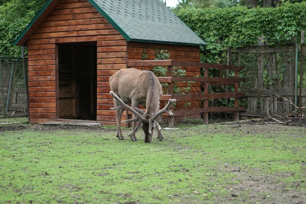 Cerf Dans Cage Zoo Sur Fond Maison Treillis Des Moqueries — Photo