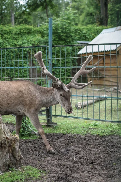 Cerf Dans Cage Zoo Sur Fond Maison Treillis Des Moqueries — Photo