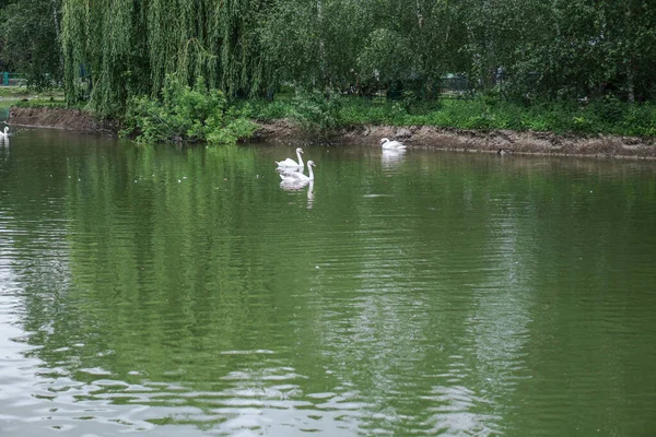 Schöne Frühlingsflussschwäne Vögel Der Fließenden Natur Bunte Landschaft Morgens Und — Stockfoto