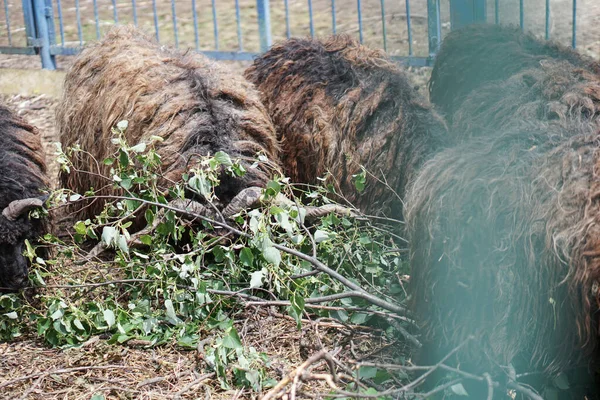 Schafe Und Ziegen Hinter Dem Zaun Fressen Bauernhof Thema Zuchttiere — Stockfoto