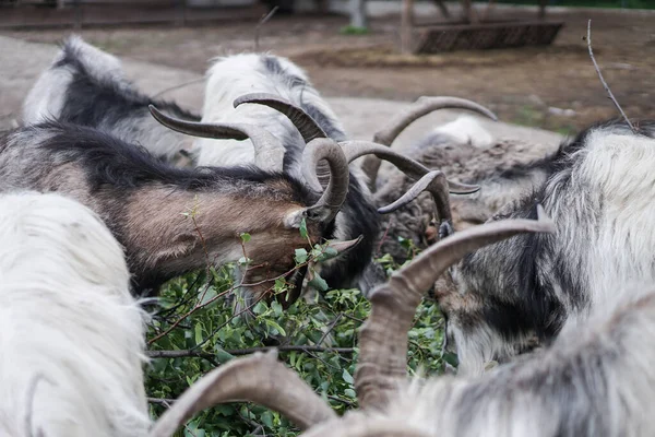 Las Ovejas Cabras Detrás Cerca Comen Animales Cría Temáticos Granja — Foto de Stock