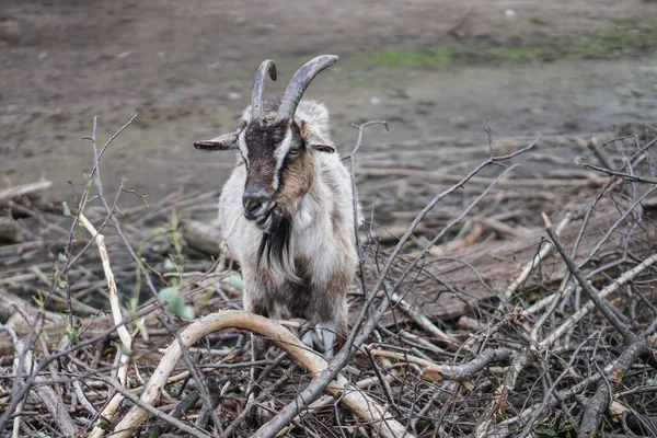 Las Ovejas Cabras Detrás Cerca Comen Animales Cría Temáticos Granja — Foto de Stock