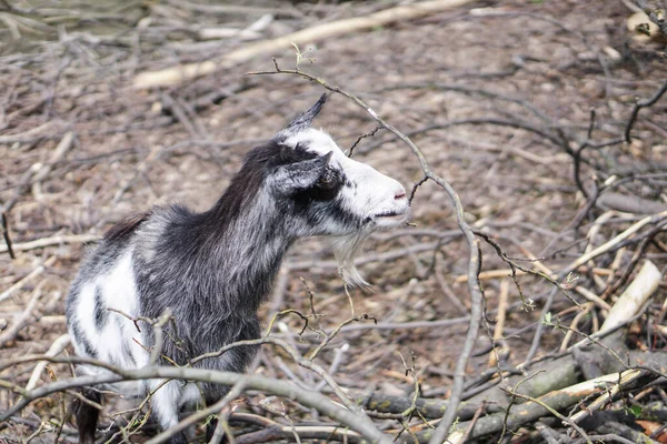 Las Ovejas Cabras Detrás Cerca Comen Animales Cría Temáticos Granja — Foto de Stock