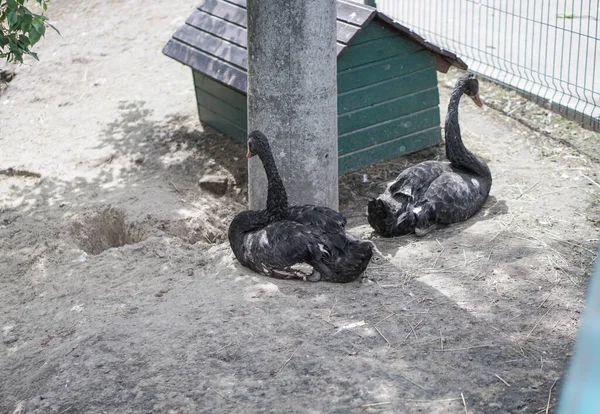 Swan Cammina Lungo Erba Tra Cespugli Fiori Cigni Una Bella — Foto Stock