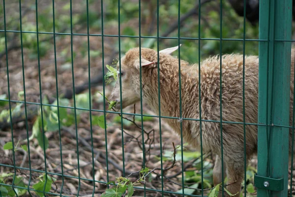 Овцы Козы Забором Едят Фермерская Тематика Разведения Животных Фондовые Индексы — стоковое фото
