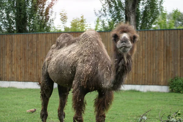 Camel Came Eat Specially Prepared Place Zoo Europe — Stock Photo, Image