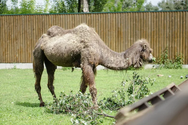Camel Came Eat Specially Prepared Place Zoo Europe — Stock Photo, Image