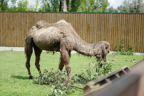 Camel Came Eat Specially Prepared Place Zoo Europe — Stock Photo, Image