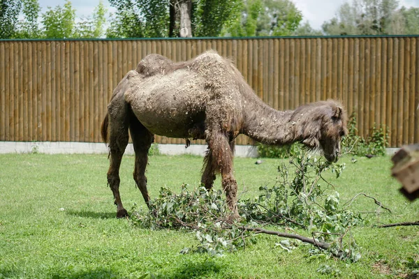 Camel Came Eat Specially Prepared Place Zoo Europe — Stock Photo, Image
