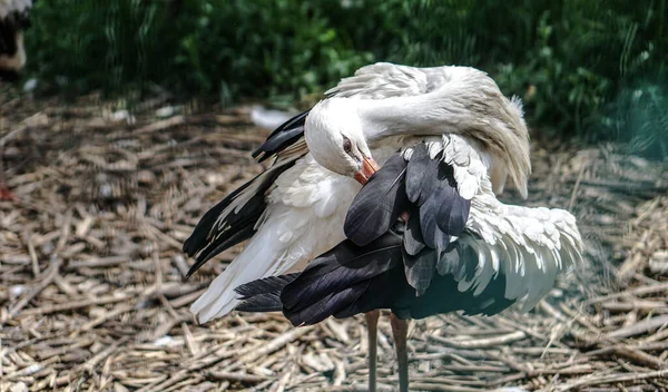 Cegonha Guindaste Estão Estacionados Prado Perto Uma Fazenda Pássaros Vieram — Fotografia de Stock