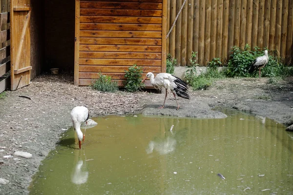 Stork Och Kran Står Parkerade Äng Nära Gård Fåglarna Kom — Stockfoto