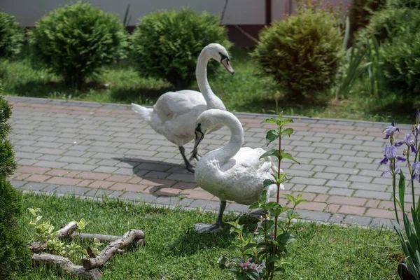 白鳥は茂みや花の間の草に沿って歩いています 美しい夏の日に白鳥 — ストック写真