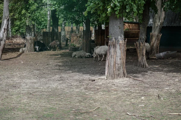 Paddock Ferme Avec Oies Canards Élevage Europe Russie Photo Actuelle — Photo