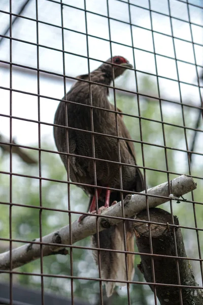 Pheasant Pego Por Caçadores Uma Gaiola Animal Natureza Jardim Zoológico — Fotografia de Stock