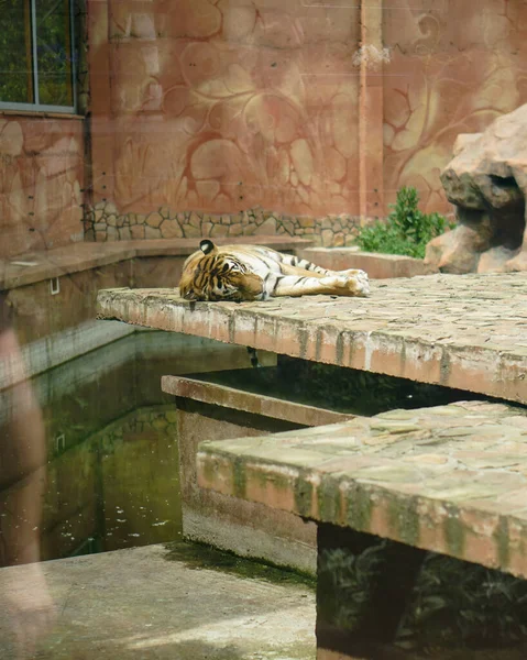 Tigre Sdraiata Nella Voliera Allo Zoo Animale Cattività Dorme Foto — Foto Stock