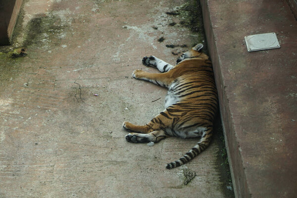 Tiger lying in the aviary at the zoo. The animal in captivity sleeps. Stock photo