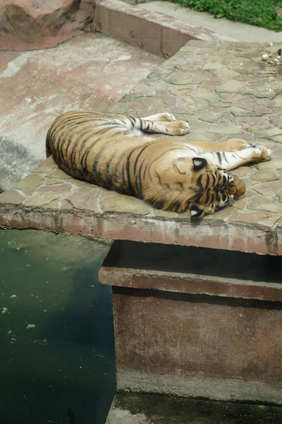 Tiger Hayvanat Bahçesinde Kuşhanede Yatıyor Esaretteki Hayvan Uyuyor Stok Fotoğrafı — Stok fotoğraf