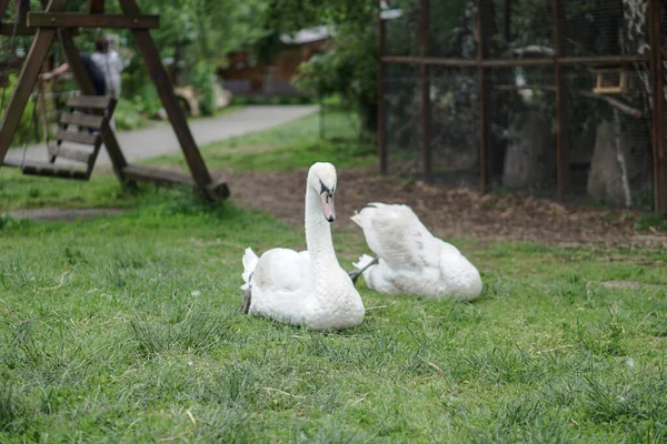 Swan Está Caminando Largo Hierba Entre Los Arbustos Flores Cisnes —  Fotos de Stock