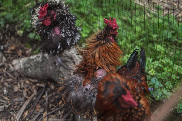 Chicken family with a rooster behind a fence on a farm. Chicken pets in rural areas. Stock photo