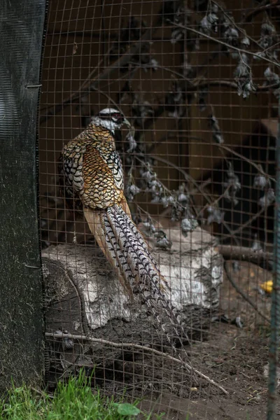 Bažant Chycený Lovci Kleci Zvíře Přírodě Nebo Zoo Stock Fotografie — Stock fotografie