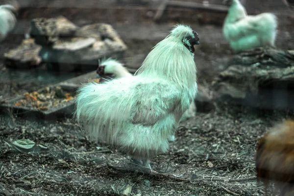 Familia Pollo Con Gallo Detrás Una Valla Una Granja Animales —  Fotos de Stock