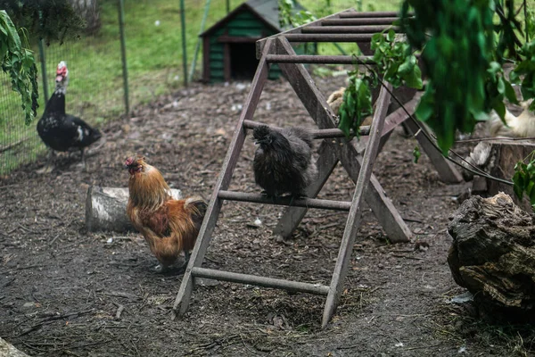 Çiftlikte Çitin Arkasında Horozu Olan Bir Tavuk Ailesi Kırsal Bölgelerde — Stok fotoğraf