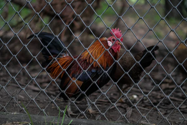 Familia Pollo Con Gallo Detrás Una Valla Una Granja Animales —  Fotos de Stock