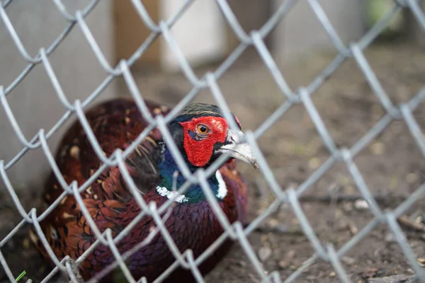 Pheasant caught by hunters in a cage. An animal in nature or in a zoo. Stock photo