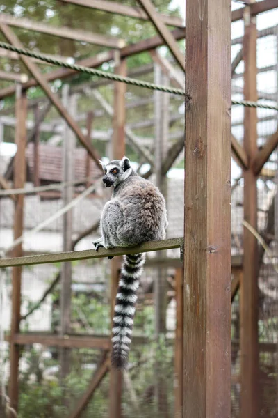 Beautiful Lemur Sits Tree Log Animal Wild Human House — Stock Photo, Image