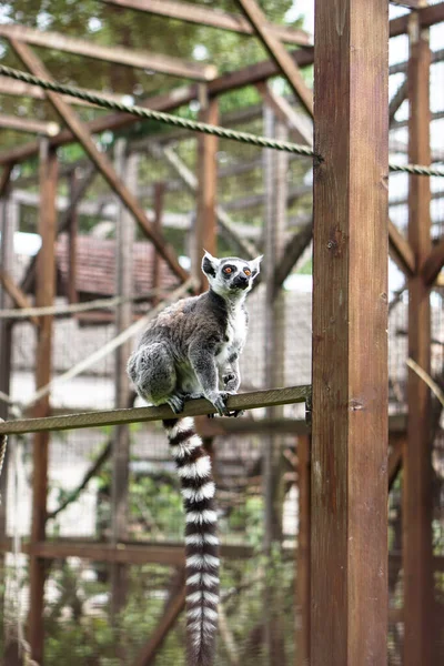 Piękny Lemur Siedzi Drzewie Kłębie Zwierzę Dziczy Pobliżu Ludzkiego Domu — Zdjęcie stockowe