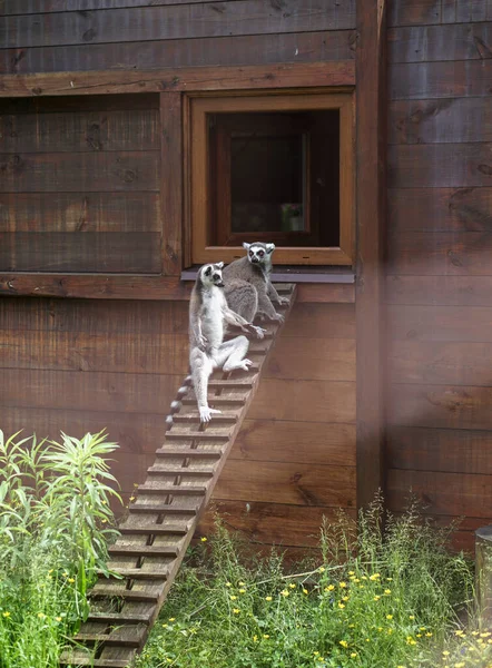 Hermoso Lémur Sienta Árbol Tronco Animal Naturaleza Cerca Una Casa — Foto de Stock