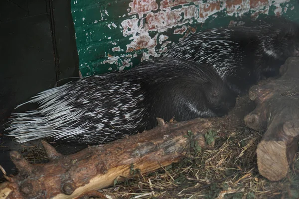 Porcospino Dorme Dietro Tronco Tema Degli Animali Natura Nello Zoo — Foto Stock