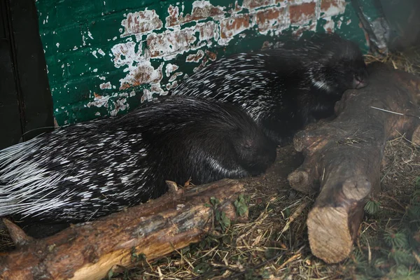 Porcospino Dorme Dietro Tronco Tema Degli Animali Natura Nello Zoo — Foto Stock