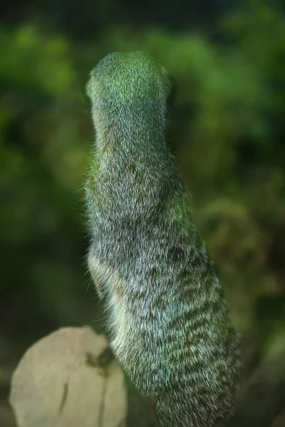 Cynomys Para Sus Patas Traseras Mira Distancia Perro Pradera Ganado — Foto de Stock