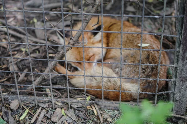 Fox Est Tombé Captivité Attend Une Occasion Échapper Zoo Stock — Photo