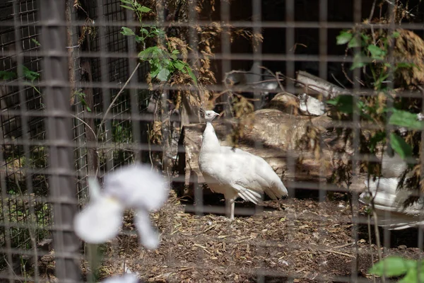 Familia Pollo Con Gallo Detrás Una Valla Una Granja Animales —  Fotos de Stock