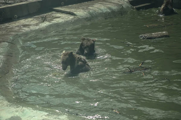Medvék Úsznak Állatkerti Medencében Természetben Állatok Úsznak Tóban Készletkép — Stock Fotó