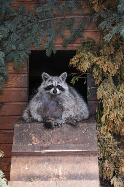 Beautiful Funny Raccoon Sitting Sleepy Wooden House Mink Pet Looking — Stock Photo, Image