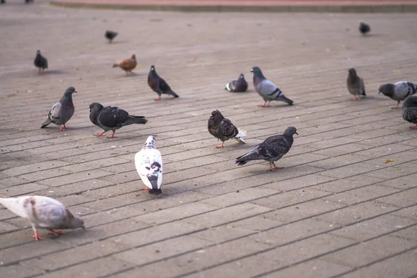 Les Pigeons Rue Dispersent Dans Ville Animaux Sur Fond Architecture — Photo