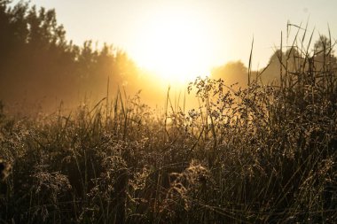 Işık sisi ve güneş altında güzel bir sabah manzarası. Akşamları çimen ve çalıların yaprakları parlıyor. Tasarım için stok doğa arka planı.