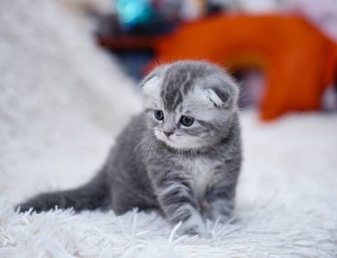 Kanepedeki güzel evcil kedi güneşleniyor. Evde evcil hayvanlar var. Evcil hayvan evde oynanıyor. Stok fotoğrafı