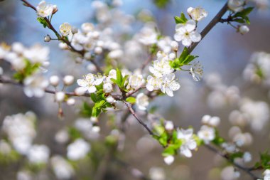 İlkbaharda çiçek açan güzel bir ağaç. Nisan ayında güneşte çiçekler. Doğadaki stok arka planı