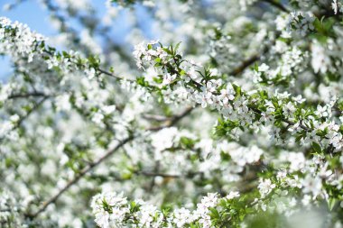 İlkbaharda çiçek açan güzel bir ağaç. Nisan ayında güneşte çiçekler. Doğadaki stok arka planı