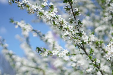 İlkbaharda çiçek açan güzel bir ağaç. Nisan ayında güneşte çiçekler. Doğadaki stok arka planı