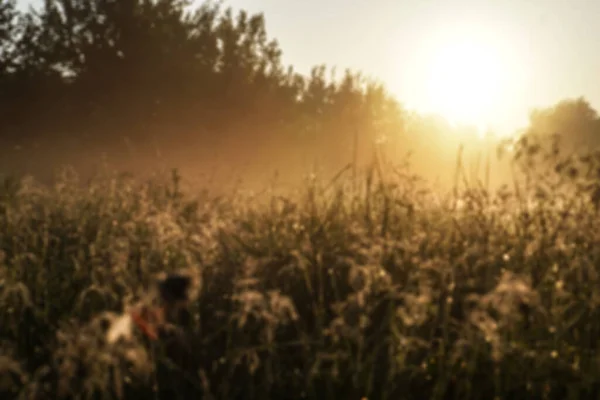 Beautiful morning landscape in light fog and the sun. Blades of grass and bushes glow in the evening. Stock nature background for design.