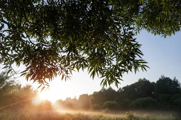 Утренний Пейзаж Легком Тумане Солнце Вечером Светится Ветка Дерева Склад — стоковое фото