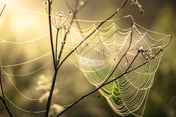 Spinnweben Einer Pflanze Der Sonne Und Tau Morgen Schöner Hintergrund — Stockfoto