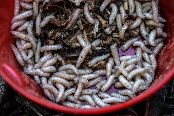 Maggots for the fisherman in boxes on the grass and twigs near the river. White worms in a jar. Food for fish and river animals. Background for fishing