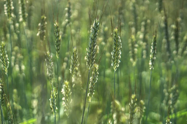 Buğday Mısır Gevreğiyle Ekilmiş Çiftlik Tarlası Arpa Yulaf Dikenleri Yiyecek — Stok fotoğraf